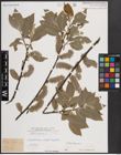 Foto von Salix caprea L.